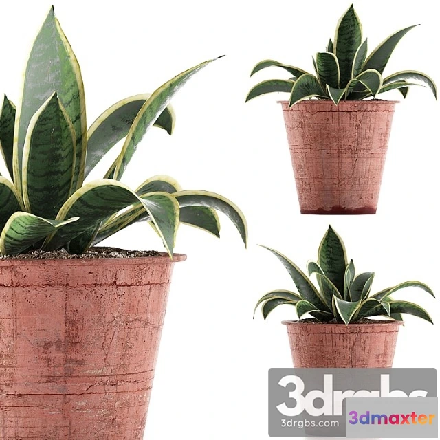 1062428 - Plant collection 105 agave