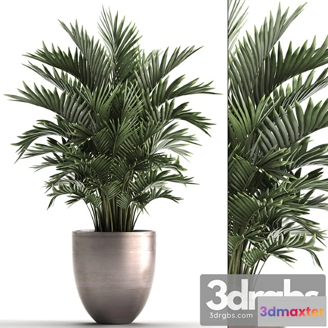 1062474 - Plant collection 295. home palm tree, howea, kentia, flowerpot, pot, luxury decor, interior, stylish, howea forsteriana