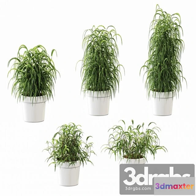 1062552 - Plant in the pot. 5 models