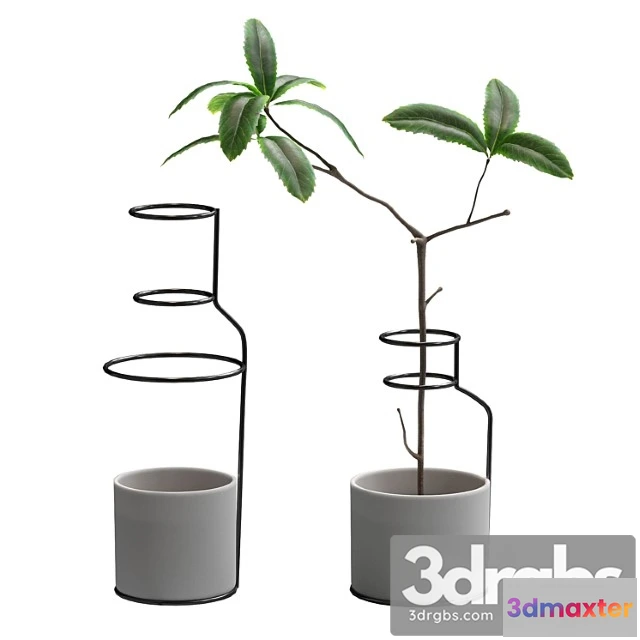 1062554 - Plant in wire pots