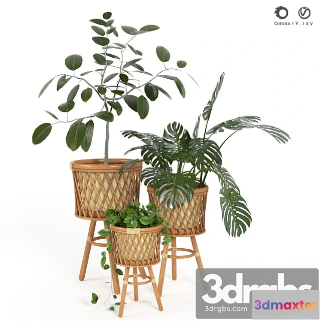 1062556 - Plant indoor 02