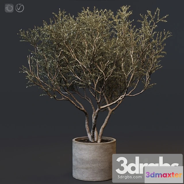 1062570 - Plant set 02 - european olive