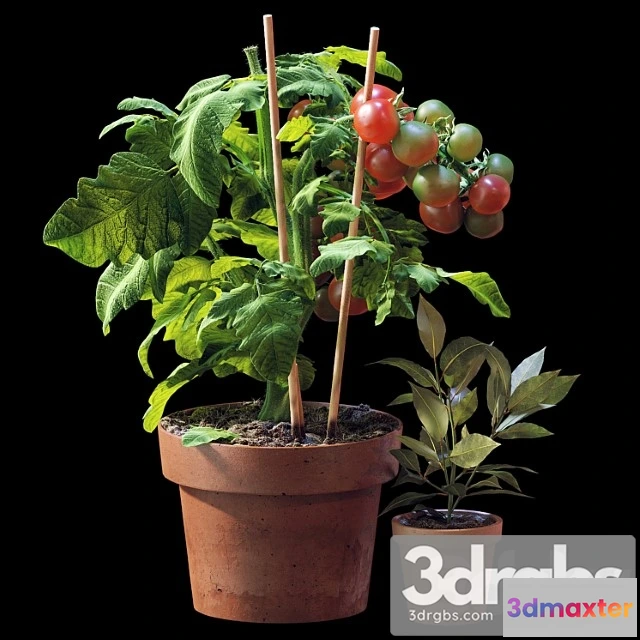 1062576 - Plant set 06