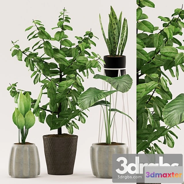 1062610 - Plants 109