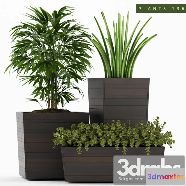 1062618 - Plants 136