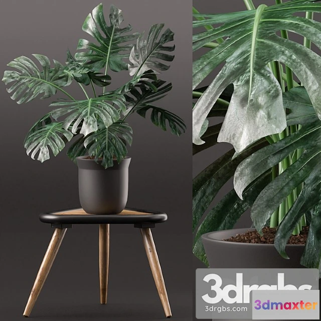 1062630 - Plants 160_3