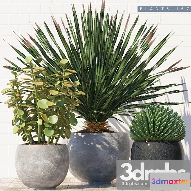 1062638 - Plants 167