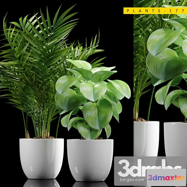 1062648 - Plants 177