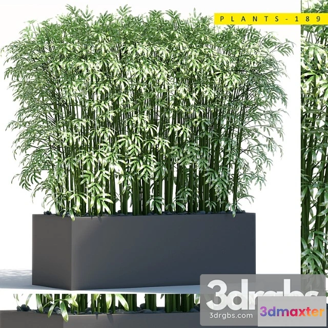 1062652 - Plants 189