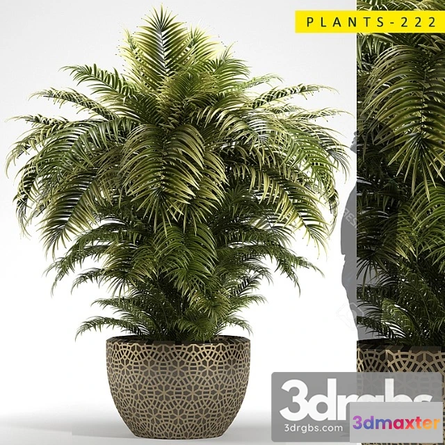 1062678 - Plants 222