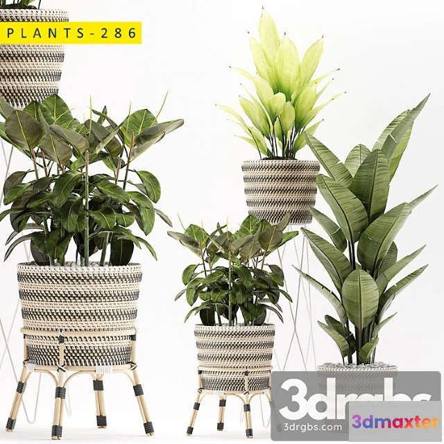 1062684 - Plants 286