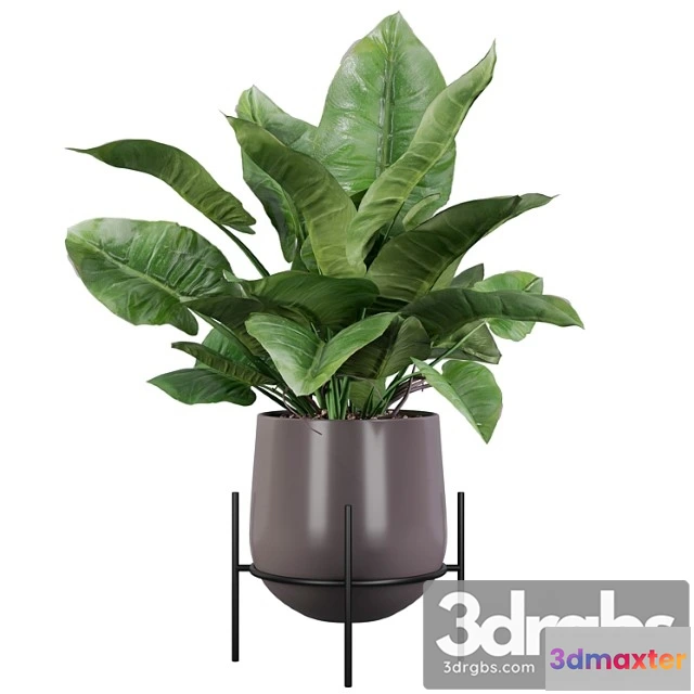 1062696 - Plants collection 004 - philodendron imperial green