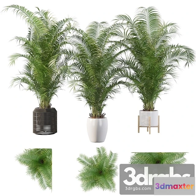 1062702 - Plants collection 032 - areca palm pack 1