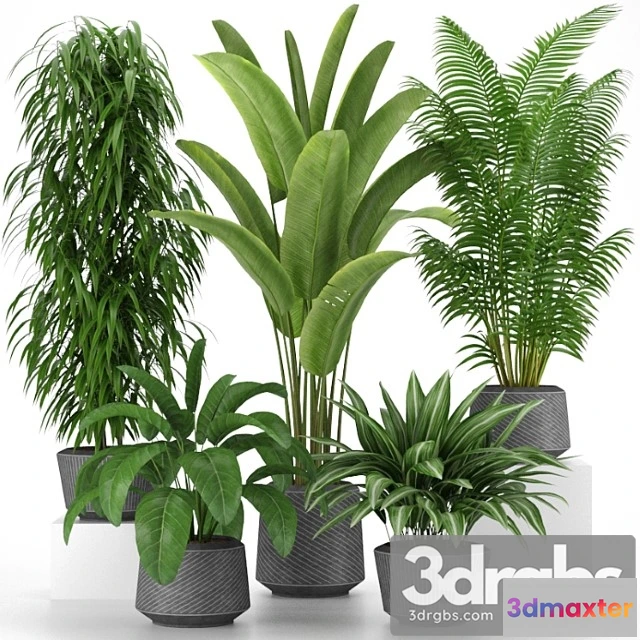 1062708 - Plants collection 05