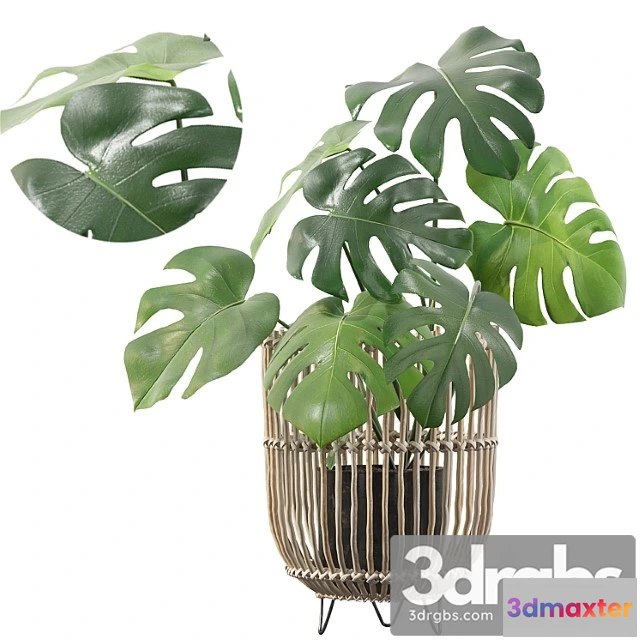 1062710 - Plants collection 054 - monstera 04