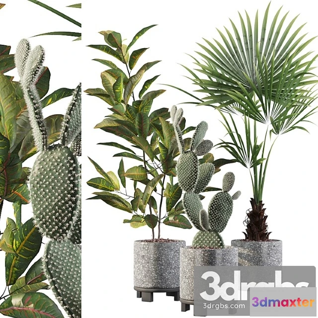 1062712 - Plants collection 056