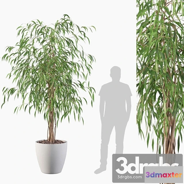 1062714 - Plants collection 075 - ficus ali