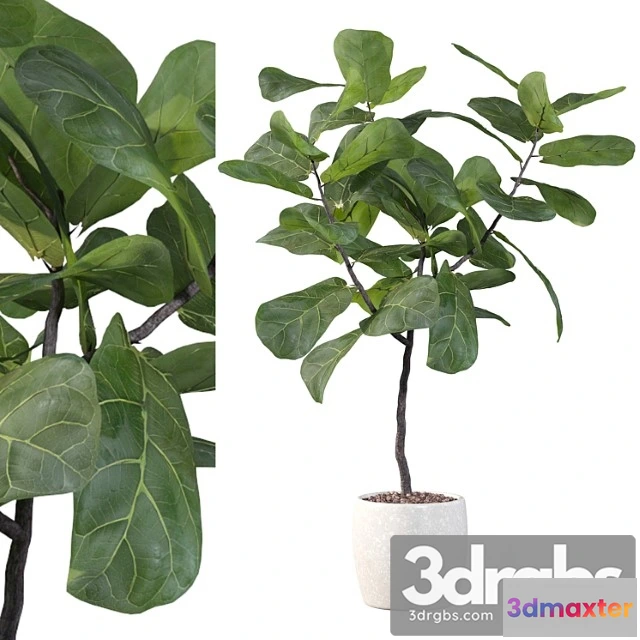 1062720 - Plants collection 101 - ficus lyrata