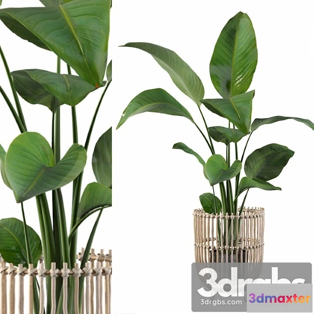 1062724 - Plants collection 103 - strelitzia