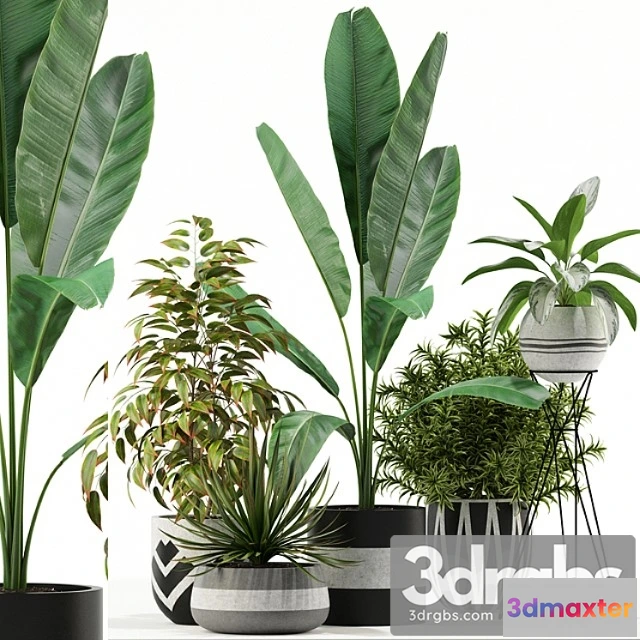 1062736 - Plants collection 114