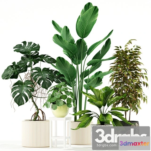 1062742 - Plants collection 117