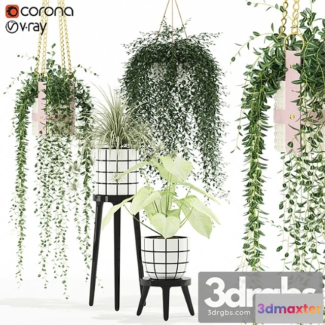 1062748 - Plants collection 121