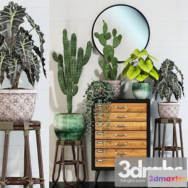 1062752 - Plants collection 123