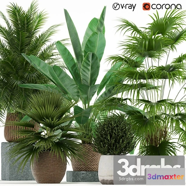 1062756 - Plants collection 125