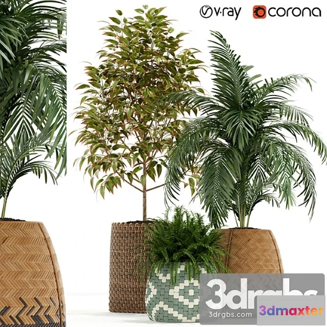 1062758 - Plants collection 126