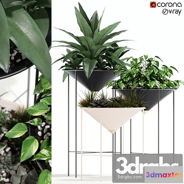 1062764 - Plants collection 141 artica