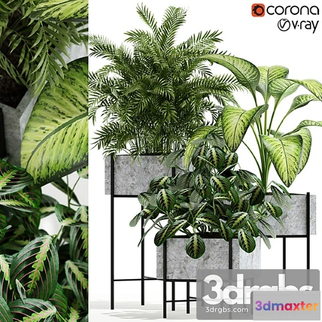 1062768 - Plants collection 143 opalo