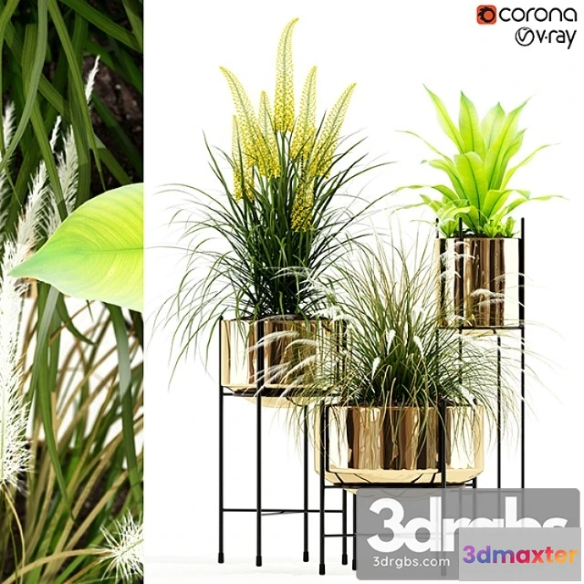 1062772 - Plants collection 146 agata