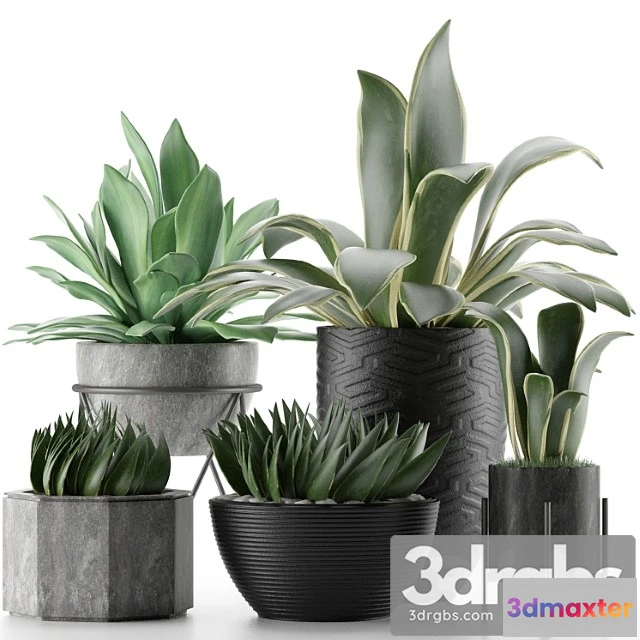 1062774 - Plants collection 15