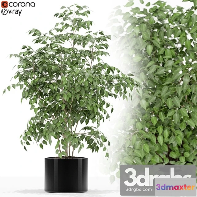 1062776 - Plants collection 153