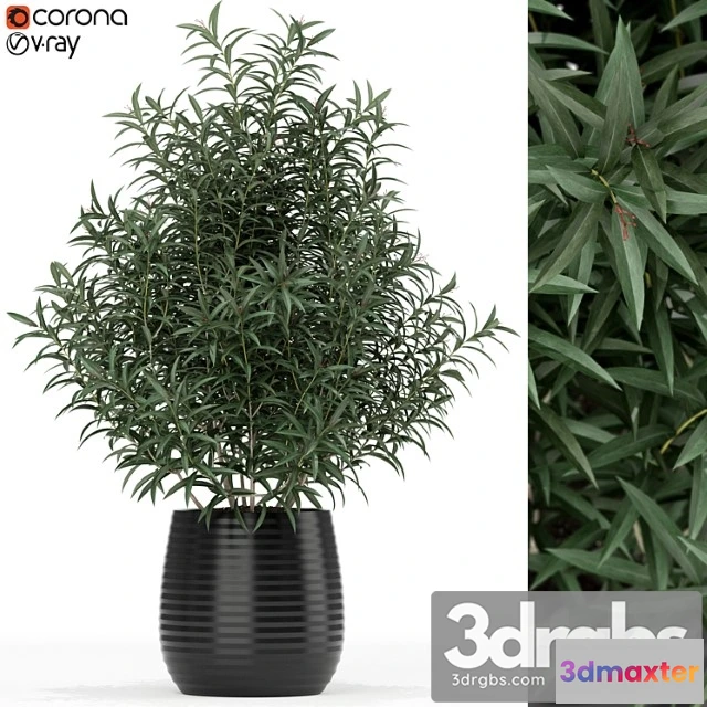 1062780 - Plants collection 167