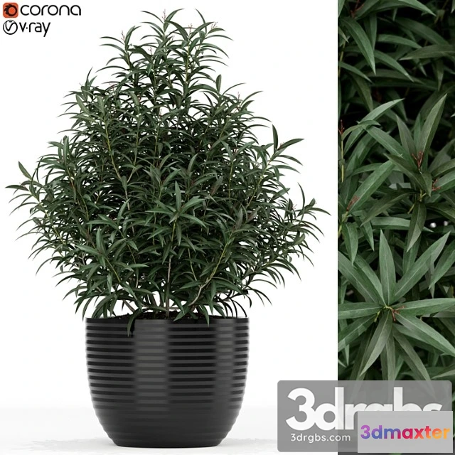 1062782 - Plants collection 168