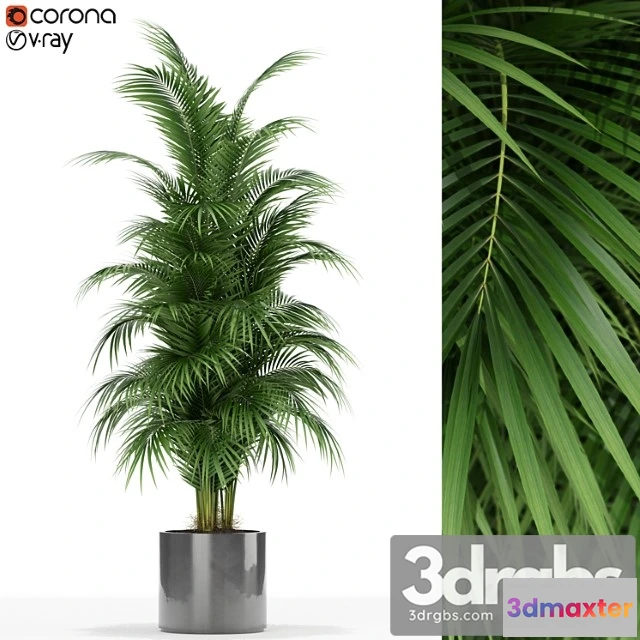 1062784 - Plants collection 176