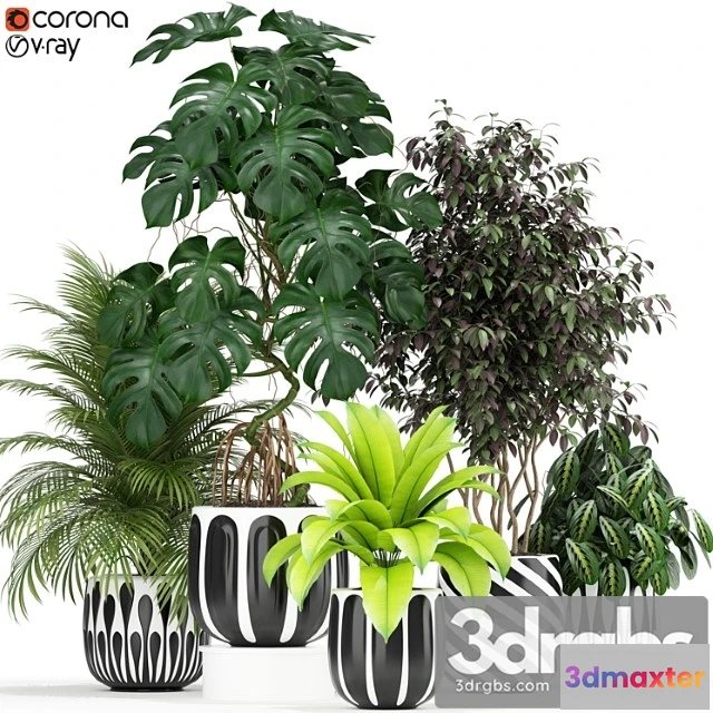 1062786 - Plants collection 179