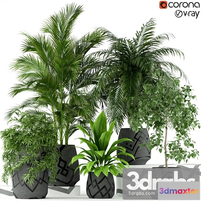 1062796 - Plants collection 195