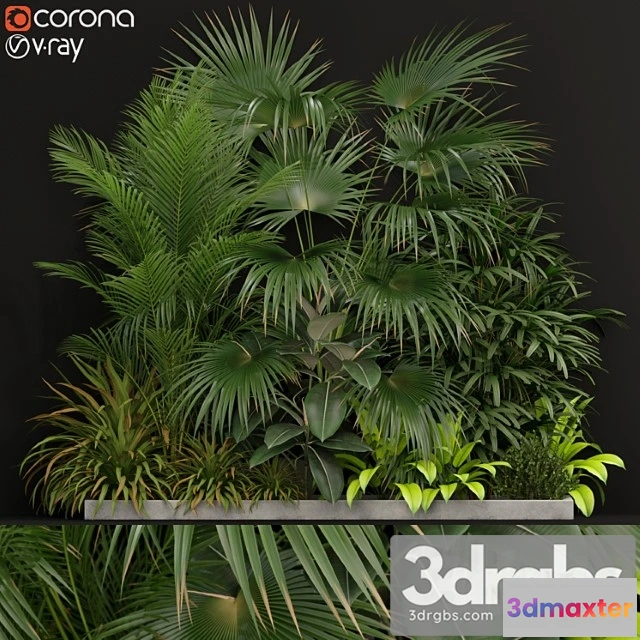 1062800 - Plants collection 197