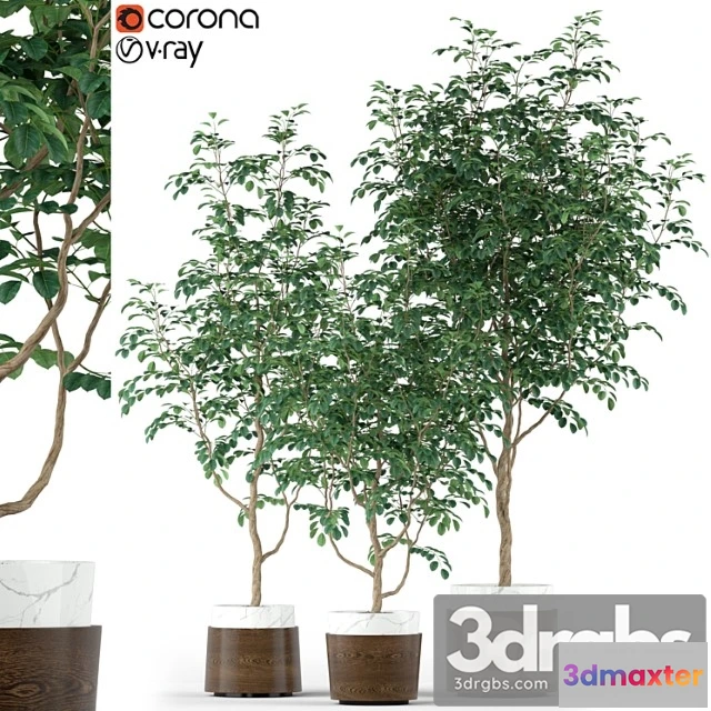 1062806 - Plants collection 205