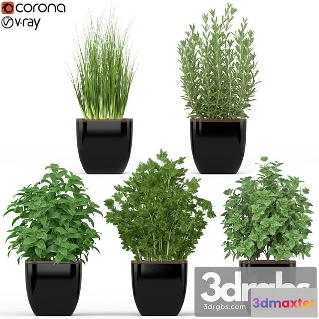 1062816 - Plants collection 232