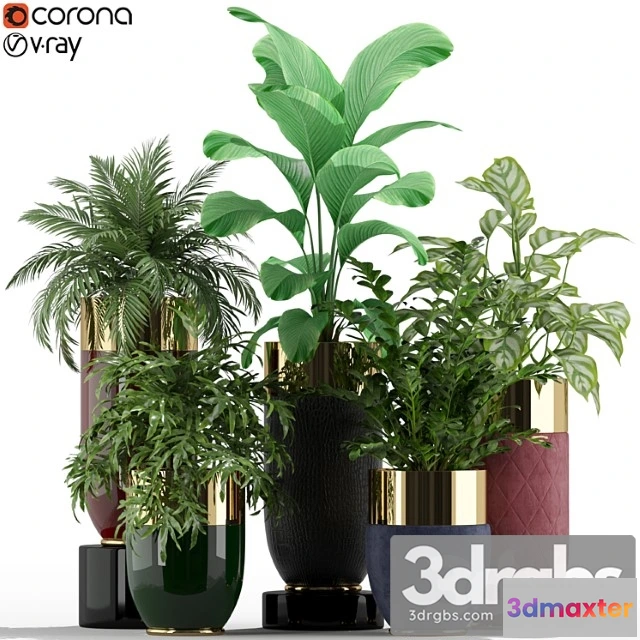 1062818 - Plants collection 233 longhi godwin