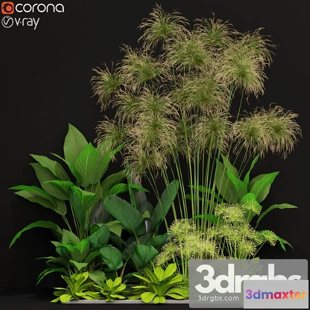 1062822 - Plants collection 241