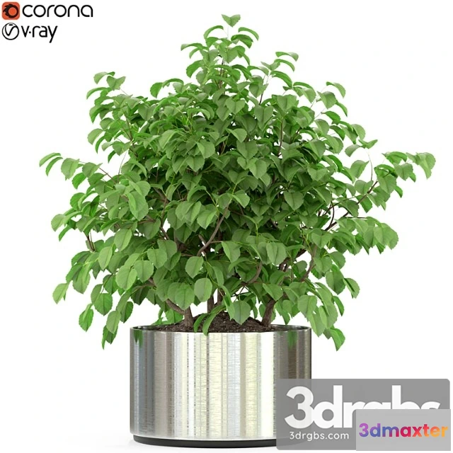 1062824 - Plants collection 246