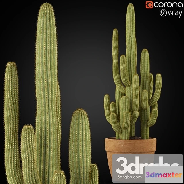 1062826 - Plants collection 254