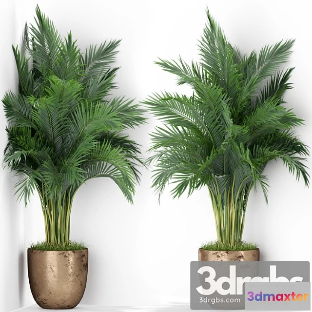 1062842 - Plants collection 386