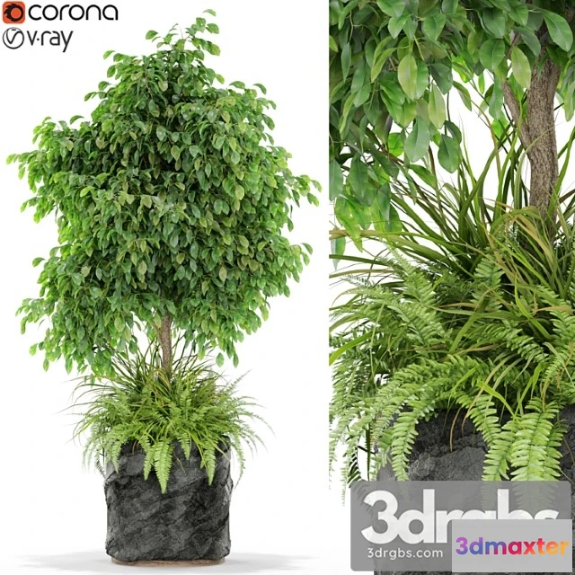 1062848 - Plants collection 434