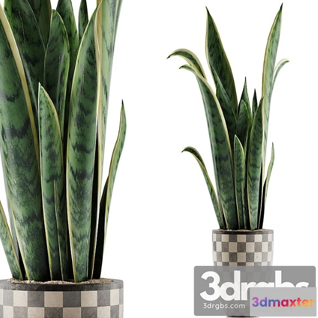 1062850 - Plants collection 44