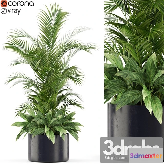 1062854 - Plants collection 459